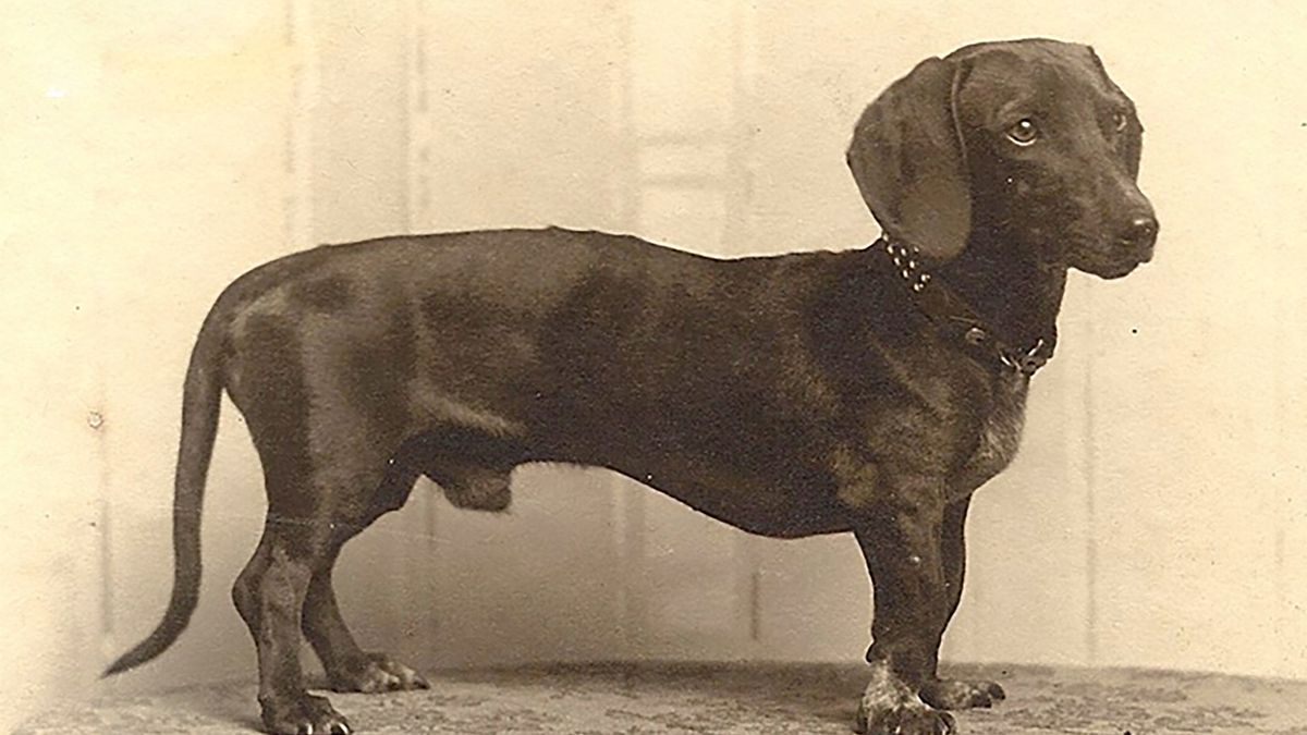 Historyczne zdjęcia ras psów. Tak wyglądały 150 lat temu 1