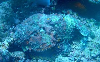 Najbardziej jadowita ryba świata. Jak działa jad szkaradnicy?