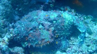 Najbardziej jadowita ryba świata. Jak działa jad szkaradnicy?