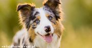 Border collie: wszystko, co musisz wiedzieć [kompleksowy opis rasy]