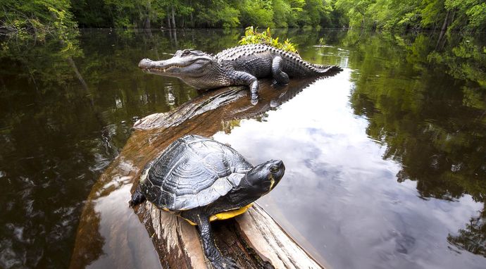 Amerykańska Amazonia