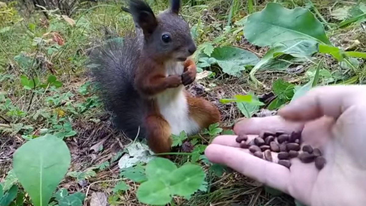 wiewiorka orzechy zwierze