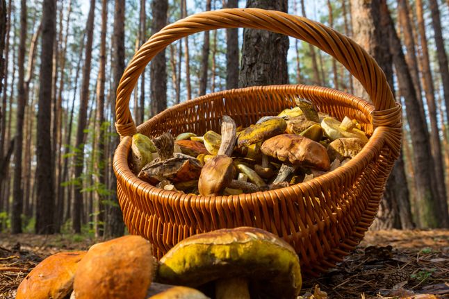 Jesienią warto będzie wybrać się na grzyby