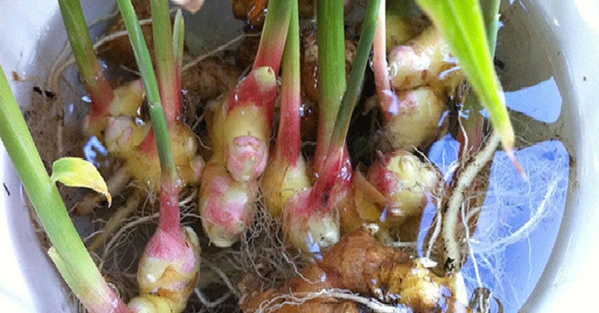 Natural Ginger Is a Very Effective Cure for Cold. Why Not Grow Your Own Ginger Plant?