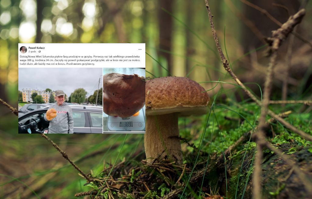 Grzybiarze w Polsce zachwyceni. Odkrywają gigantyczne borowiki