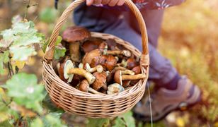 Jak uchronić się przed zatruciem grzybami? GIS podpowiada