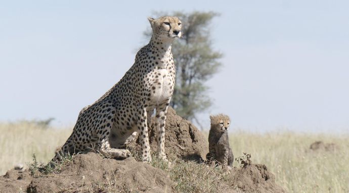 Królestwo drapieżników