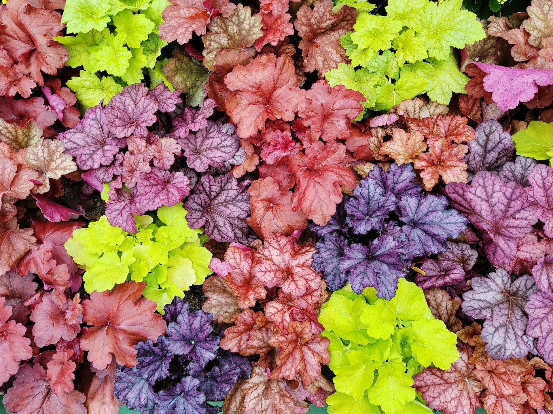 HeucheraHeuchera sp.tc397heuchera sp.
