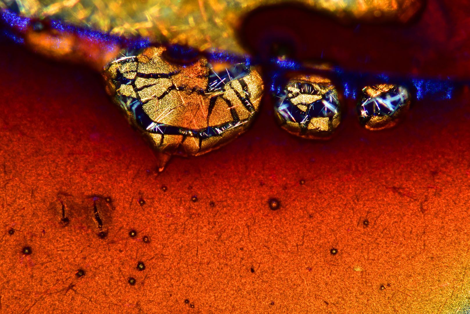 Wspaniały świat z bliska, czyli finaliści Nikon’s Small World 2016. Polacy wśród wyróżnionych 2
