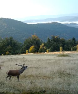 Leśnicy zapraszają do zielonego pierścienia Krakowa