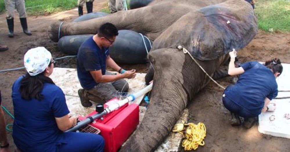 Słoń dwa lata czekał na operację. Pieniądze zebrała lokalna społeczność