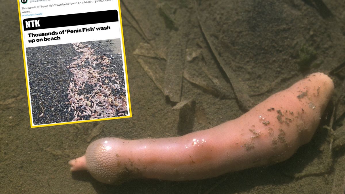 Dziwne stworzenia pojawiły się na plaży w Rio Grande 