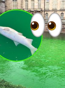 Aktywiści klimatyczni przesadzili? Są oskarżani o trucie ryb