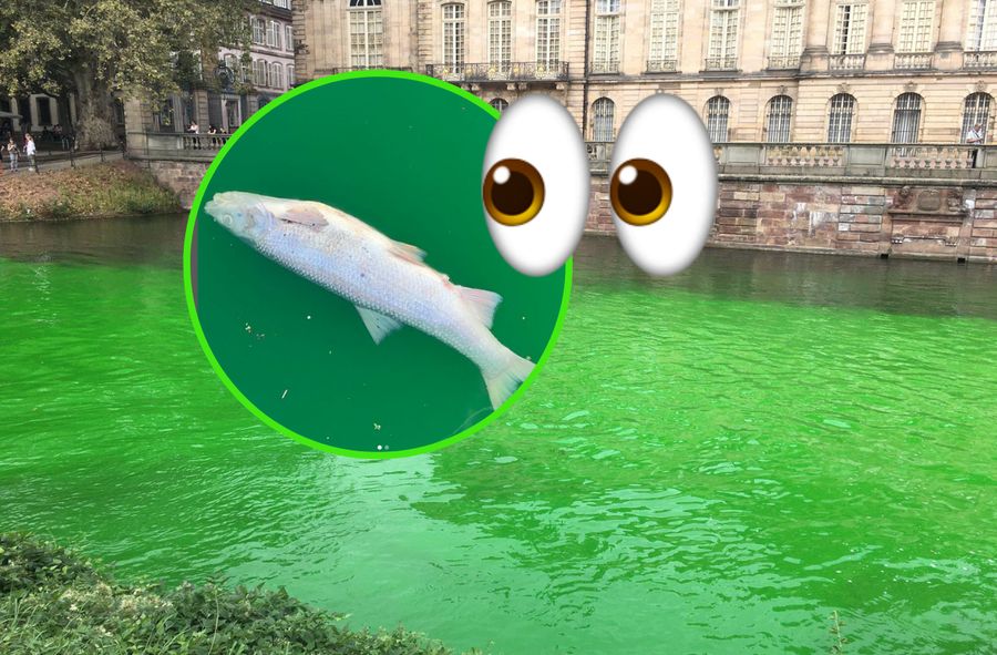 W zafarbowanej na zielono rzece sfotografowano martwą rybę.
