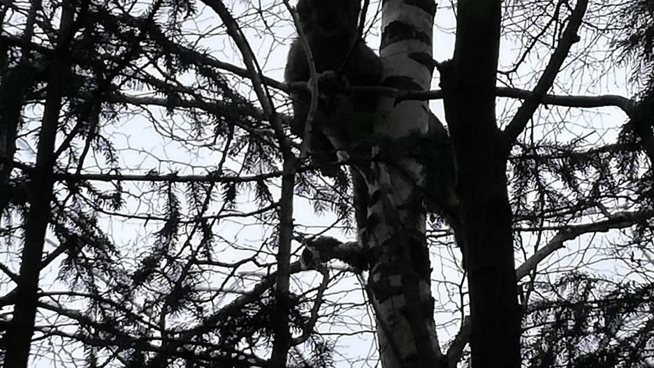 Leśnicy pokazali zdjęcie rysia na drzewie