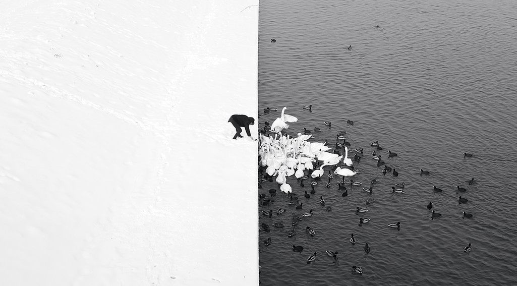 Przychylność obserwującej dokonania fotografów publiczności zdobył Polak – Marcin Ryczek, za minimalistyczną, staranną kompozycję przedstawiającą osobę karmiącą ptaki. Silny kontrast między bielą śniegu, a czernią wody wprawia widza w osłupienie. Wydaje się to być zwykłą, codzienną sceną, lecz sedno tego zdjęcia tkwi w jego prostocie i prowadzącej geometrii.