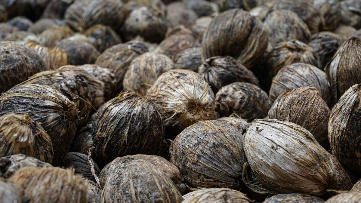 Orzechy, z których powstaje betel zwiększają ryzyko raka