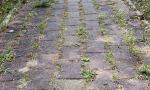 Rozpuść w wodzie i wylej na podjazd. Kostka będzie jak nowa