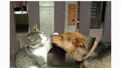 Picnik kupiony przez Google 1