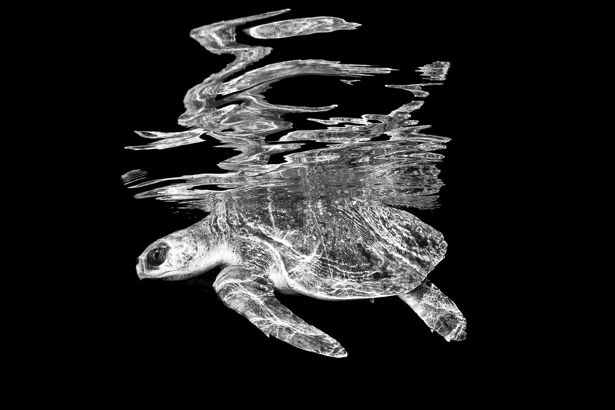 Christian Vizl: czarno-białe fotografie głębin oceanów 4