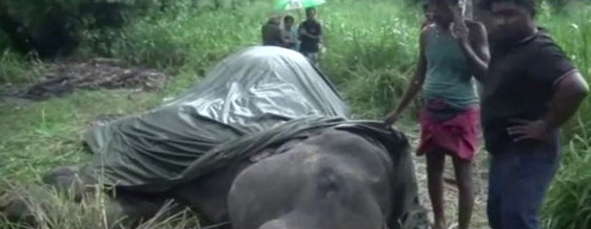 Widok, który łamie serce. Słoń na Sri Lance padł z wyczerpania