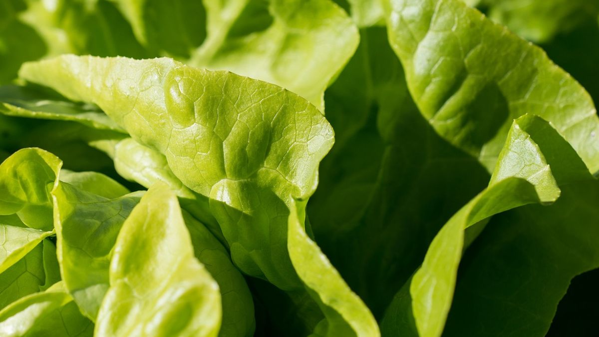 Sałata masłowa często nazywana jest sałatą maślaną lub sałatą głowiastą.