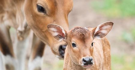 Wrocław. Najrzadsze krowy na świecie. Kolejne narodziny w ZOO