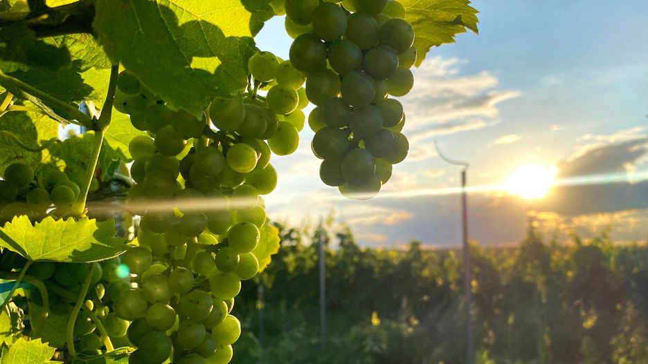 Winobranie 2025: nie tylko Zielona Góra! Zobacz program winobrania w mieście i winnicach