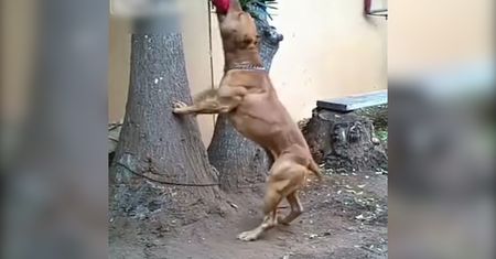Co za gorset z mięśni. Na takiego psa lepiej uważać