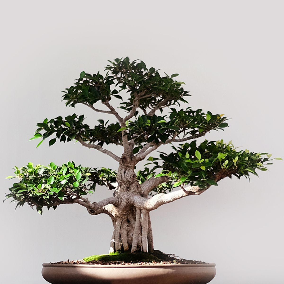 Rośliny polecane na bonsai