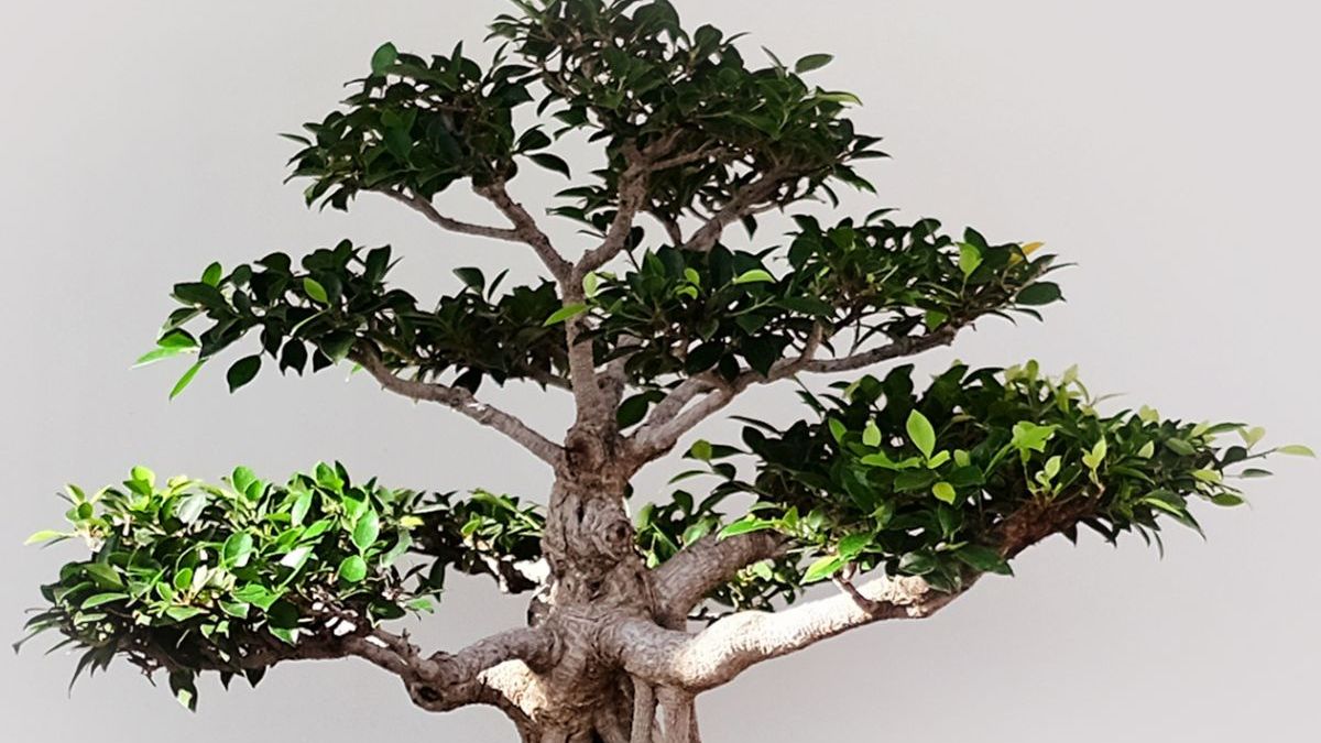 Rośliny polecane na bonsai