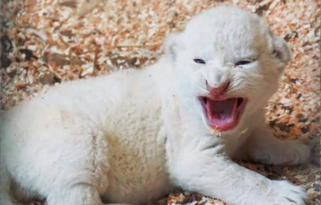 W zoo w Borysewie urodziły się białe lwiątka. To zagrożony gatunek, na świecie jest ich tylko około stu