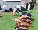 KE zakaże eksportu żywych zwierząt z Wielkiej Brytanii