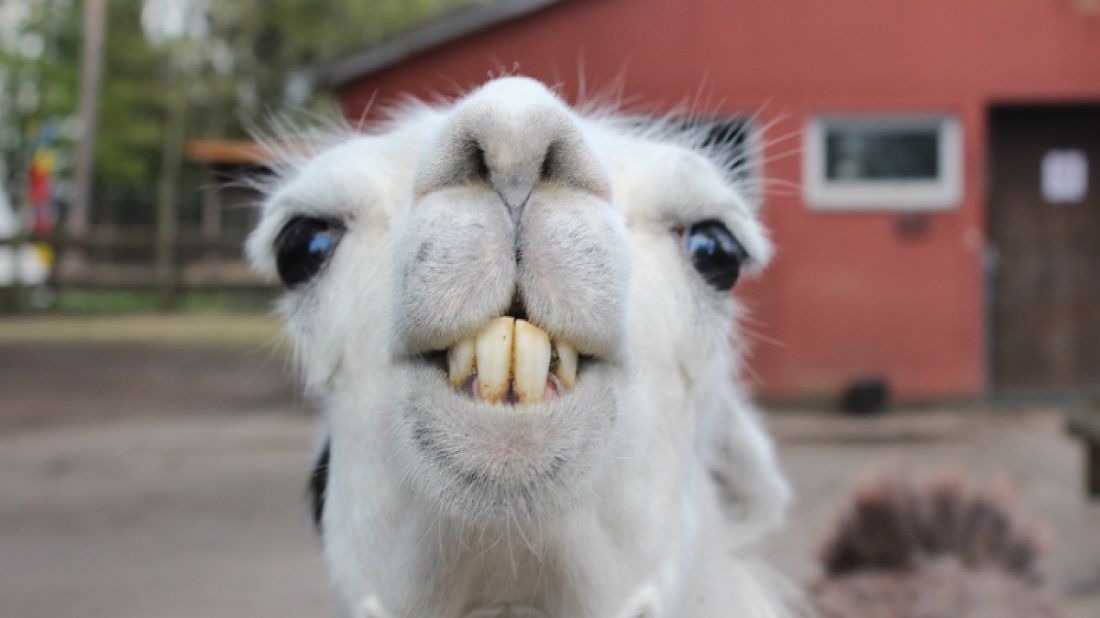 Lamy uciekły z cyrku i zablokowały trasę