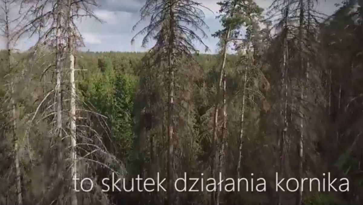 Lasy Państwowe pokazały nowy film. "Te drzewa są martwe. Trzeba działać"
