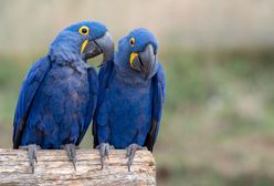 Wymierają najpiękniejsze ptaki. Ara modrej nie spotkamy już poza zoo