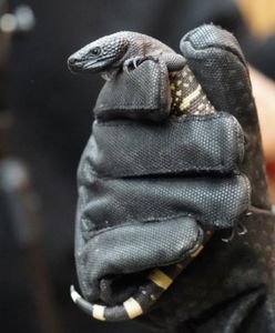 Zoo Wrocław. Na świat przyszły jadowite jaszczurki. Są zagrożone wyginięciem