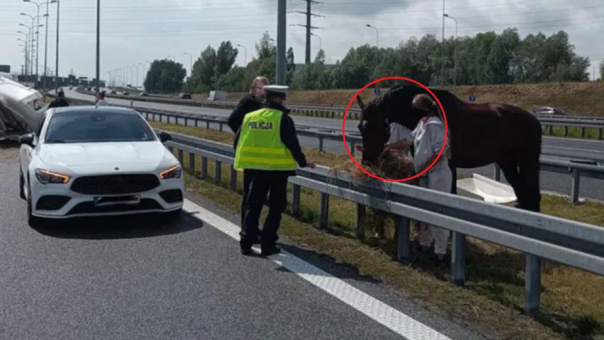 Koń na autostradzie w Gliwicach.