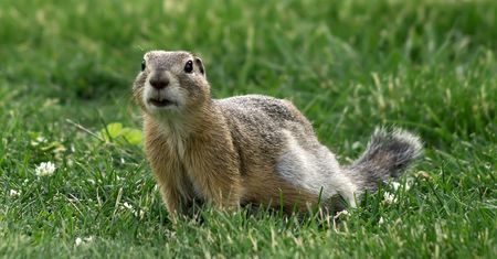 Internet w stylu retro: Gopher, czyli nostalgia za świstakami