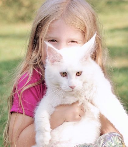 Felinoterapia jest podrodzajem animaloterapii, czyli terapii z udziałem zwierząt.