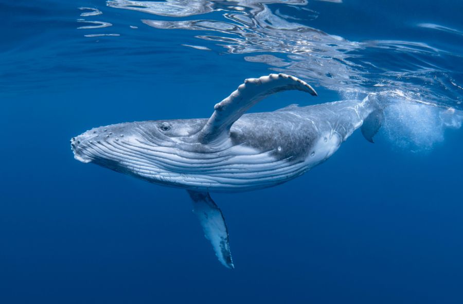 Wieloryby zagrożone przez łodzie