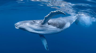 Łodzie zagrożeniem dla wielorybów. Przyspieszenie zabija