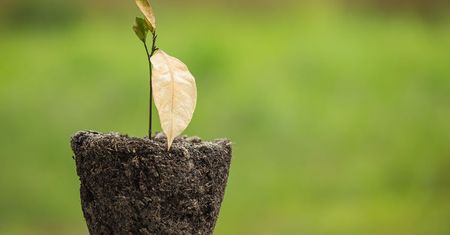 Naturalne sposoby na żółknące liście kwiatów