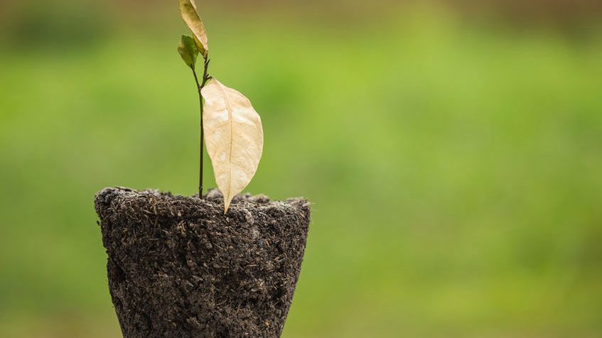 Żółknące i zasychające liście to problem wielu hodowców kwiatów