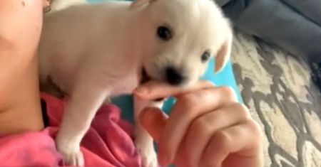 Kupiła taniego "chihuahua". Pokazała, co z niego wyrosło