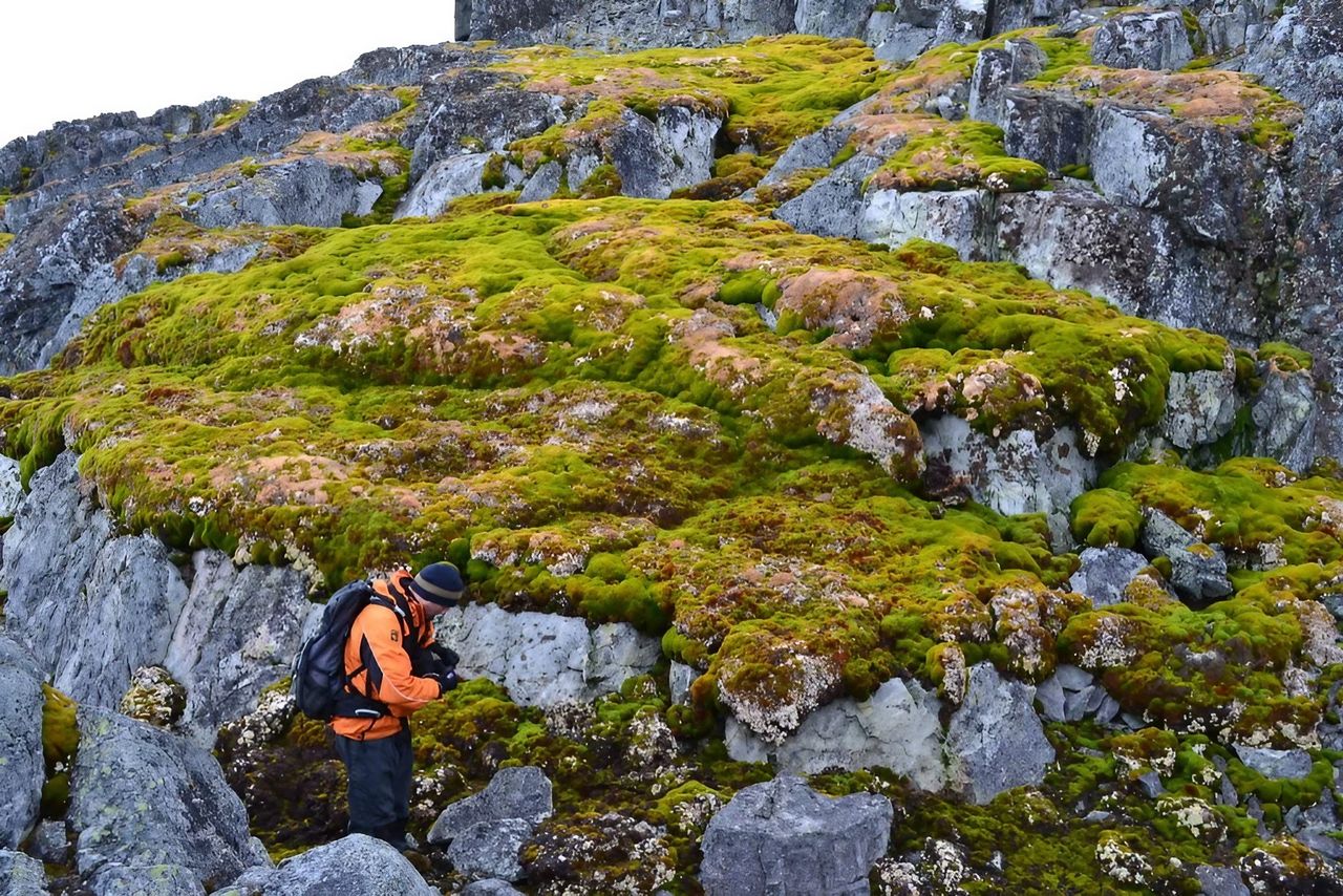 Antarctica is turning green