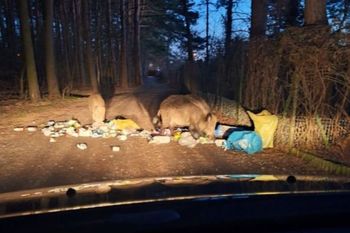 Wracali do domu. Zobaczyli je na ścieżce. Wszystko rozgrzebane