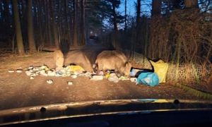 Wracali do domu. Zobaczyli je na ścieżce. Wszystko rozgrzebane