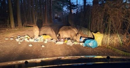 Wracali do domu. Zobaczyli je na ścieżce. Wszystko rozgrzebane