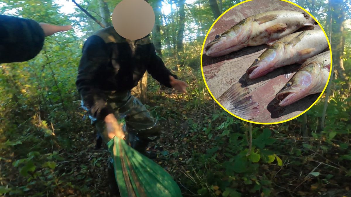 Kłusownik przyłapany na gorącym uczynku 